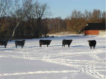 Cattle on winter pasture