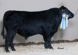 Angus Champion Elmia 2013 Rafnatyr